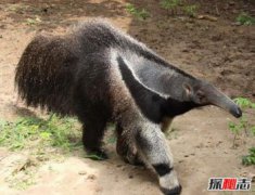 跟食蟻獸很像的動物，巨型食蟻獸傷人致死事件
