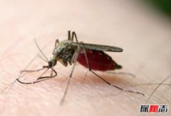 餓死一只蚊子大概需要多久，蚊子的壽命有多長