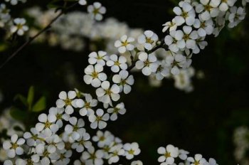 開白色花的樹有那些，是薔薇科珍珠梅屬植物”噴雪花”