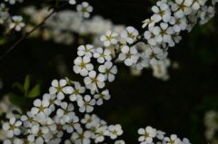 開白色花的樹有那些，是薔薇科珍珠梅屬植物”噴雪花”