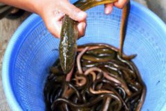 河鰻魚多少錢一斤，一般市面上大概20-30元一斤