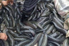 黑魚是世界上最臟的魚，像泥鰍一樣可以在泥沙中蟄伏
