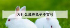 為什么說養兔子不吉利，老人都說兔子很邪門