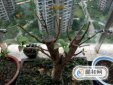 如何才能把桂花養好，地栽桂花怎么養才能更旺盛