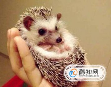 寵物刺猬怎么養，寵物刺猬認主人嗎