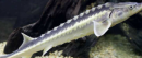 淫魚是什么魚，美銀魚