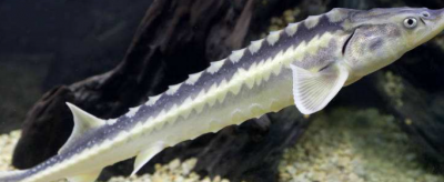 淫魚是什么魚，美銀魚