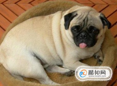 狗狗的壽命有多長，狗狗壽命排行榜1至79