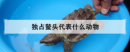獨占鰲頭代表什么動物，欲錢買獨占鰲頭的生肖
