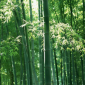 竹子的寓意是什么，竹根的寓意是什么