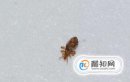 虱子卵怎么徹底去除，去除虱子卵最好小竅門
