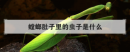 螳螂肚子里的蟲子是什么，人養螳螂為什么死得快