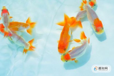 金魚怎么養才不容易死，用一根吸管做魚的氧氣