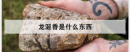 龍涎香是什么東西，龍涎香對女性有害嗎