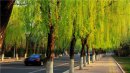 柳樹開花的寓意是什么，柳樹開花沒有結果是什么生肖
