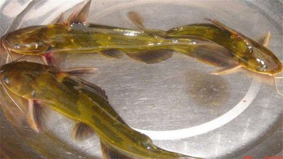黃色淡水魚種類有哪些，最干凈的淡水魚