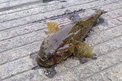中國四大貴族魚是什么魚，中國有哪些貴族姓