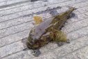 中國四大貴族魚是什么魚，中國有哪些貴族姓