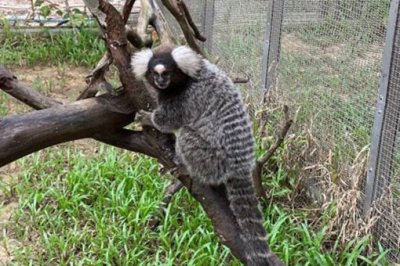 神似山海經人面獸的動物是什么，山海經異獸人面豹