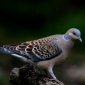 斑鳩是保護動物吃它違法，來家做窩預示著財運發達