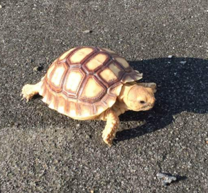 蘇卡塔爾陸龜是幾級保護動物，在中國可以養嗎