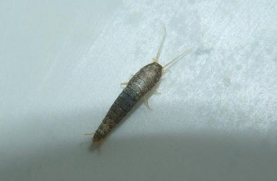 衣魚蟲對人的危害大嗎，會通過衣服進入人體皮膚表層