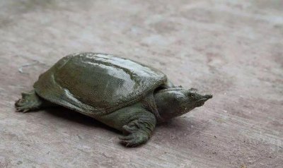 王八看綠豆對眼了什么意思,文雅一點的說法就是情投意合