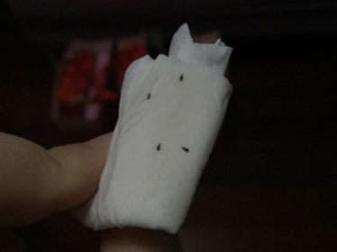 床上有黑色硬殼小蟲子是什么蟲，類似小瓢蟲