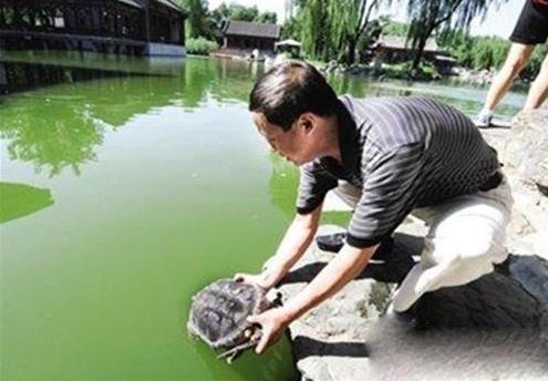 放生烏龜前要說些什么 改命最快 巴西龜為什么不能放