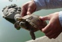 四種靈性動物不能放生 放什么福報最大 刺猬有啥迷信說法