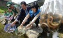 為什么放生泥鰍果報大 經常放的好處 撿回的龍蝦能養嗎
