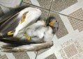 開車撞死飛來的鳥寓意 是吉還是兇 怎樣化解