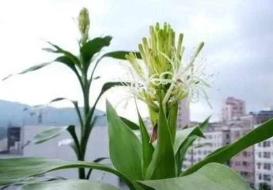 富貴竹開花什么預兆，寓意花開富貴