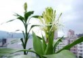 富貴竹開花什么預兆，寓意花開富貴
