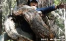 食人樹真的存在嗎?據傳專吃女人(曾有多位女性遇害)