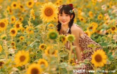 向日葵為什么不能送人，沉默的愛讓很多人都不適合送