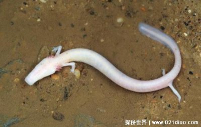 洞螈是什么動物，沒有眼睛的兩棲類動物