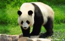 古人稱白熊食鐵獸是什么動物圖片，我國的國寶大熊貓