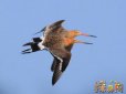 比翼鳥是什么鳥，中國古代傳說中一種鳥名