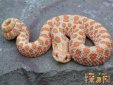 豬鼻蛇為什么不咬人，揭秘豬鼻蛇不咬人的原因