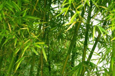 十大吉祥之樹，大家最想種植的應該是搖錢樹(非常好養)