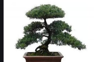 十大吉祥之樹，大家最想種植的應該是搖錢樹(非常好養)