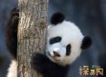 中國十大珍稀動物介紹，野生大熊貓譽為國寶(剩1600只)