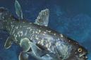 已滅絕又被復活的動物：腔棘魚6600萬年后復活(活化石)