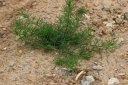 風滾草是掃帚苗嗎？兩種完全不同的植物（僅外形相似）