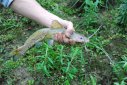 芝麻劍魚和鯰魚的區別