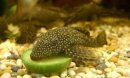 清道夫魚生命力有多強