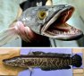 蛇頭魚和黑魚的區別