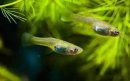 食蚊魚和孔雀魚區別