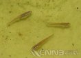 食蚊魚和青鳉魚區別